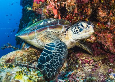 Green sea turtle in coral