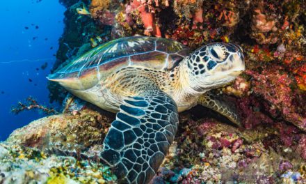 Green Sea Turtle