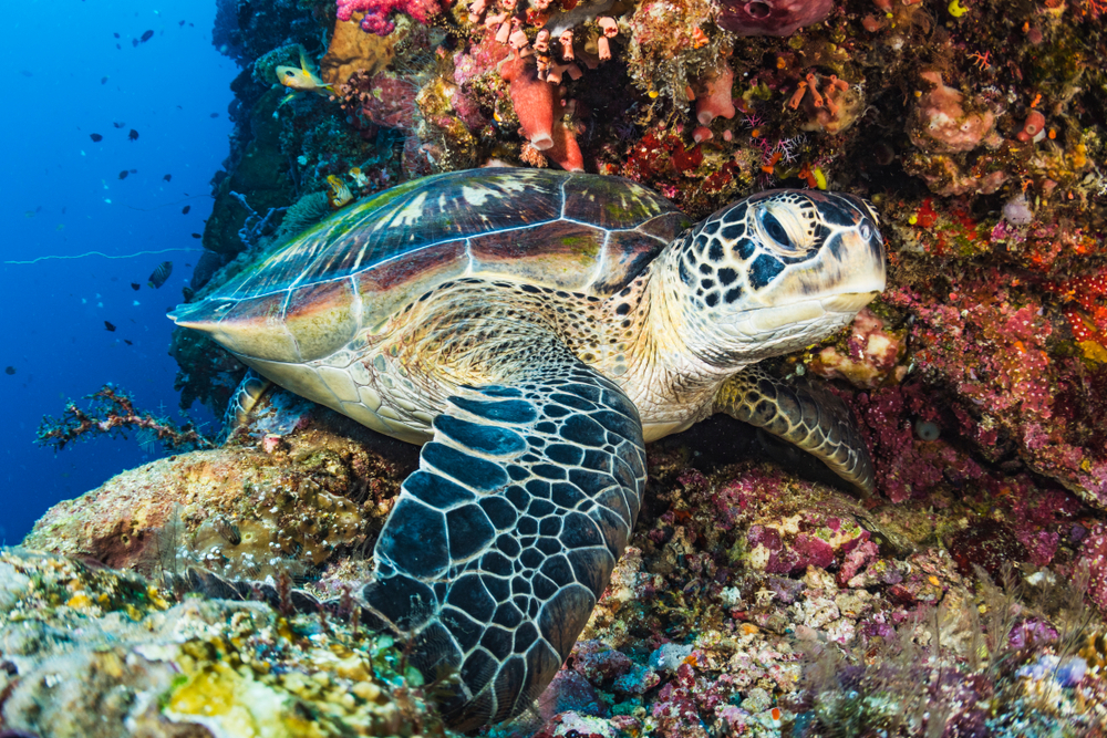 Green Sea Turtle Facts - CRITTERFACTS