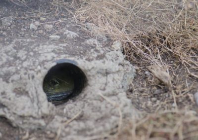 Northern tuatara (Sphenodon punctatus) inside its burrow