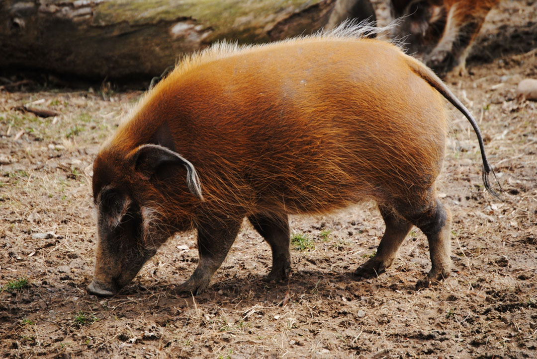 Red River Hog Facts - CRITTERFACTS