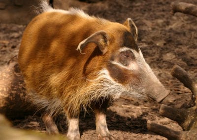 Red River Hog standing by fallen tree