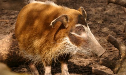 Red River Hog