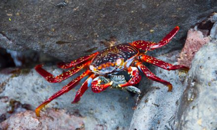 Sally Lightfoot Crab