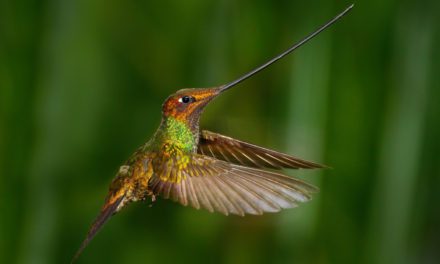 Sword-billed Hummingbird