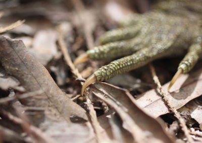 Tuatara, New Zealand Reptile Claw Close Up