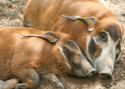 Two red river hogs sleeping