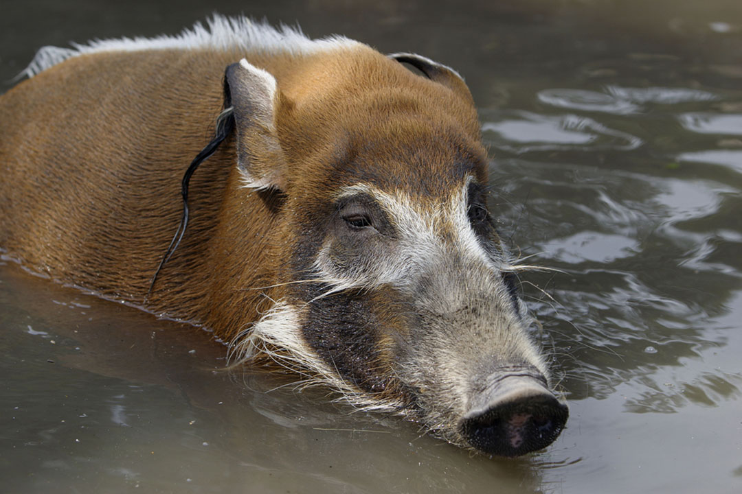 Red River Hog Facts - CRITTERFACTS