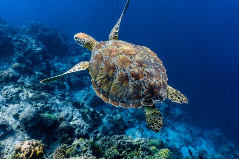 Green Sea Turtle | CRITTERFACTS