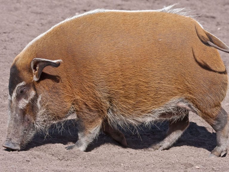 Red River Hog Facts - CRITTERFACTS