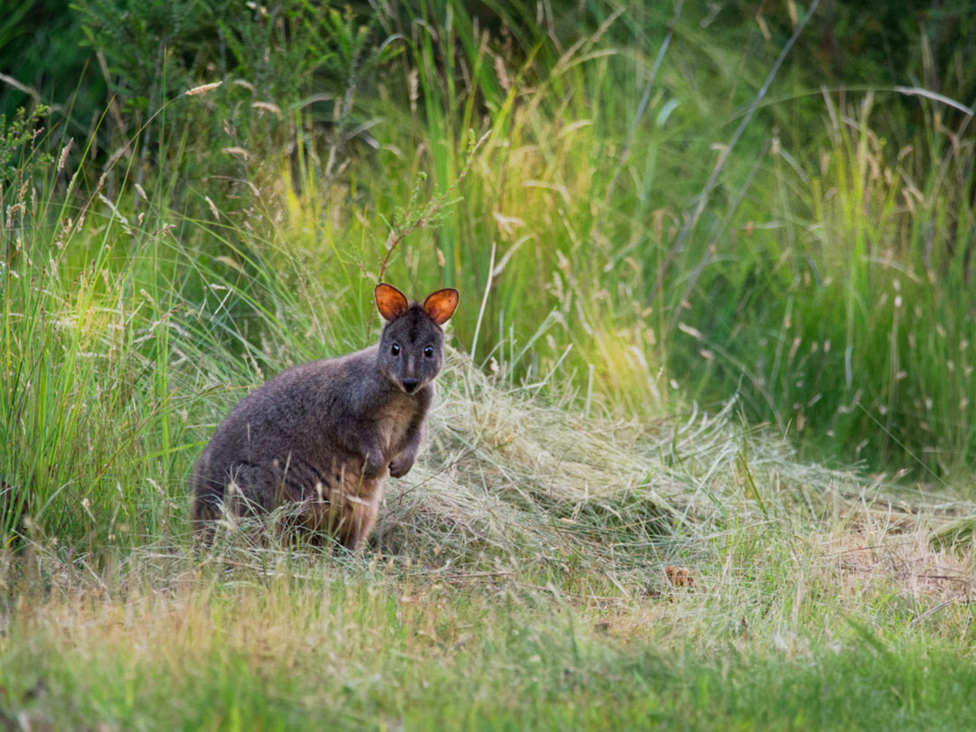 newborn pademelon