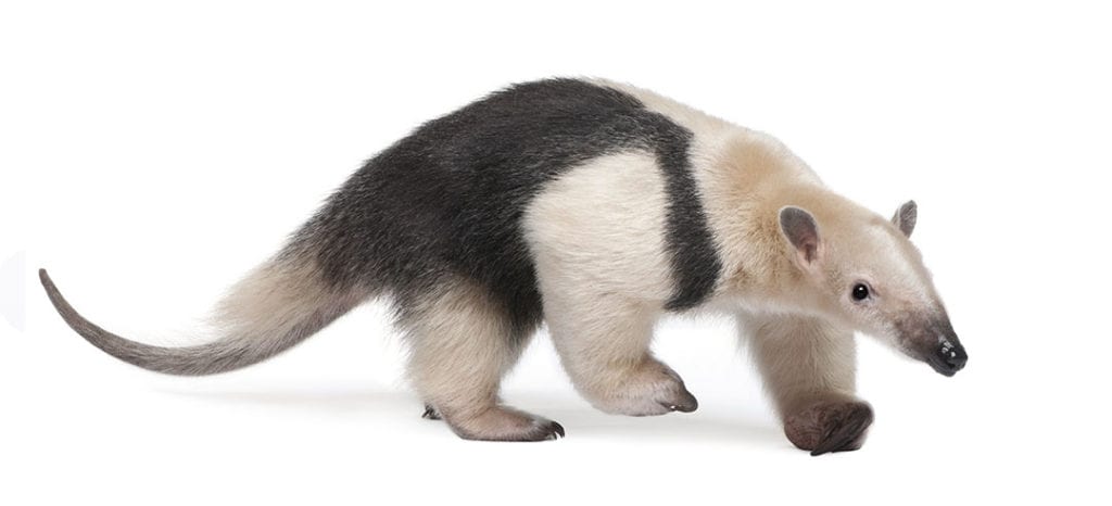 tamandua plush