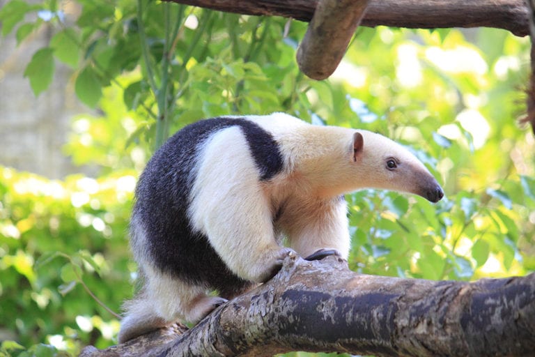 Southern Tamandua | CRITTERFACTS