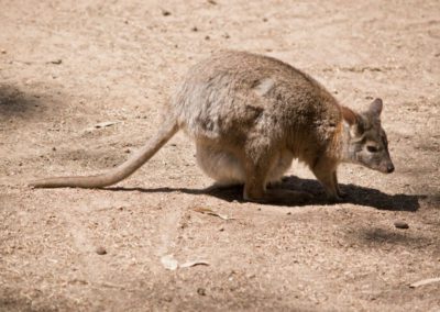 the red necked pademelon has a joey in her pouch