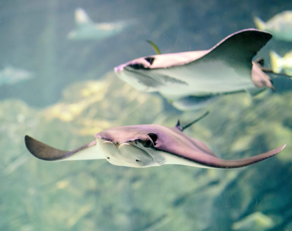 Cownose Ray Facts - CRITTERFACTS