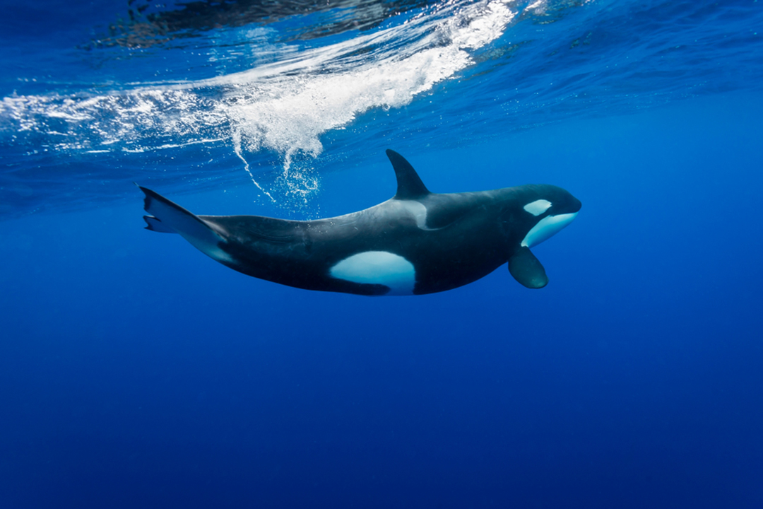 Orca Facts - CRITTERFACTS