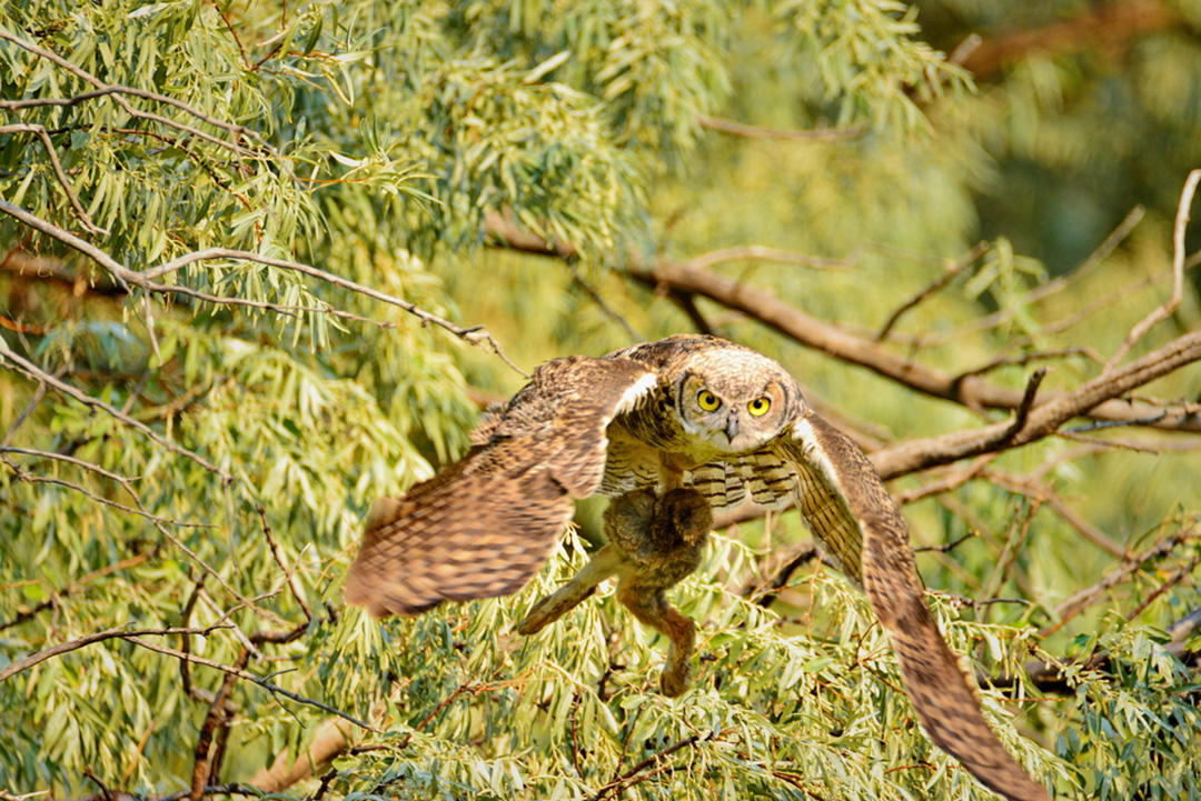 great-horned-owl-facts-critterfacts