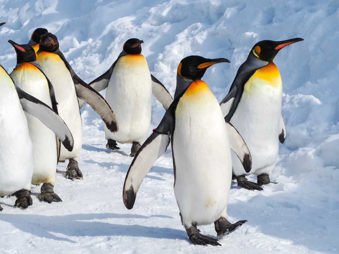 Emperor Penguin Facts | CRITTERFACTS