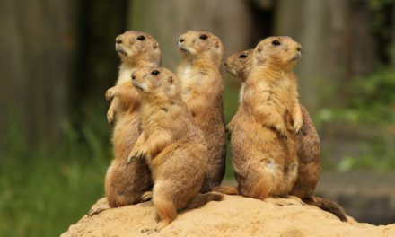 Prairie Dog