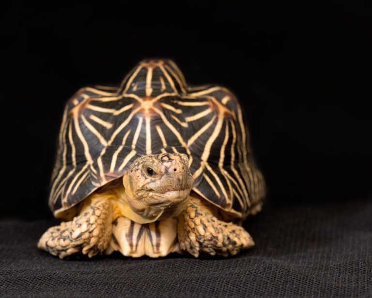 Indian Star Tortoise Facts - CRITTERFACTS