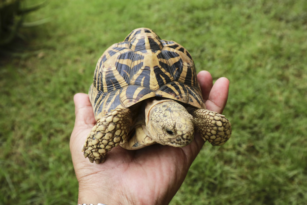 Indian Star Tortoise Facts Critterfacts 