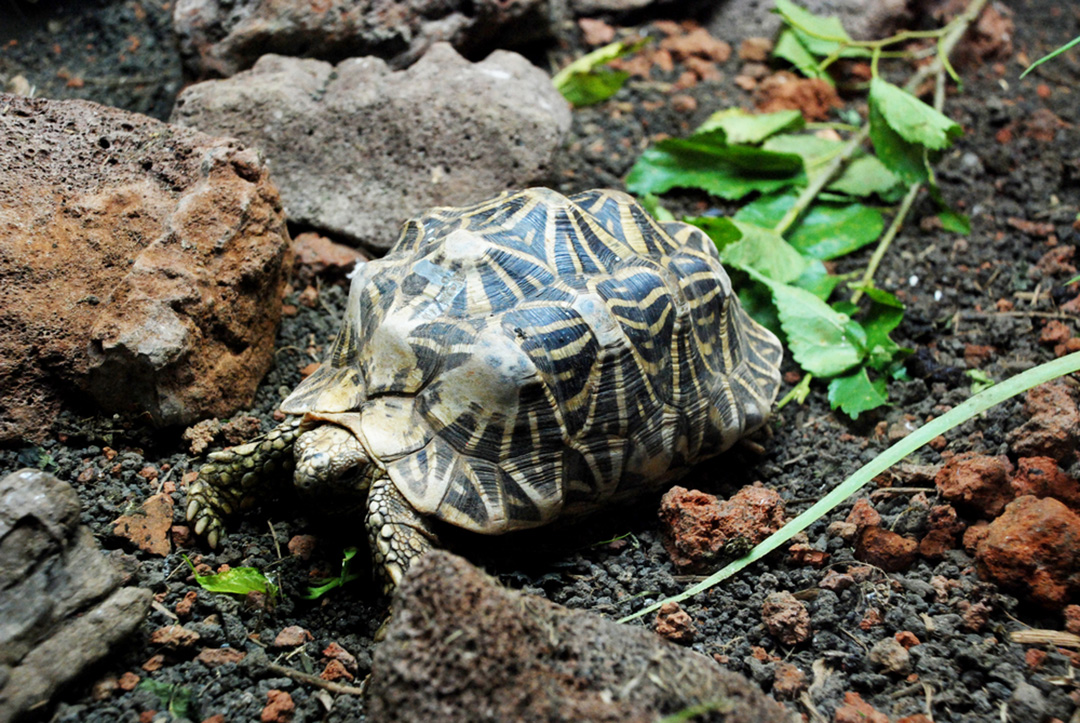 Indian Star Tortoise Facts 