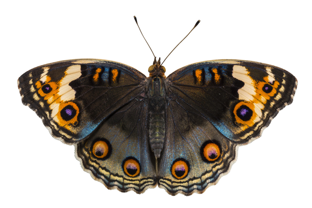 Blue Pansy Butterfly Facts | CRITTERFACTS