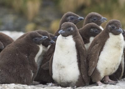 Rockhopper Penguin chicks (Eudyptes chrysocome) huddled together