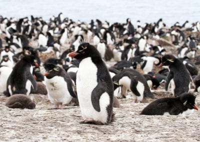 Rockhopper Penguin colony