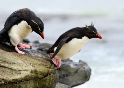 Rockhopper penguin, Eudyptes chrysocome, jumping in to the sea