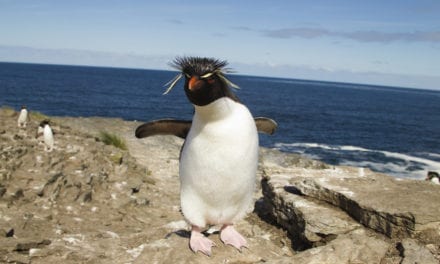 Rockhopper Penguin