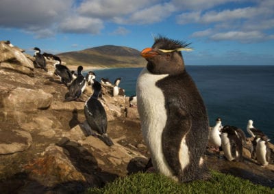 Rockhopper penguin in the rookery, Saunders, Falkland Islands