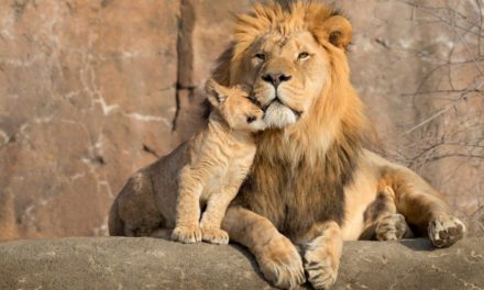 African Lion