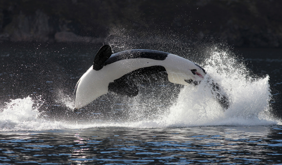 killer-whale-critterfacts