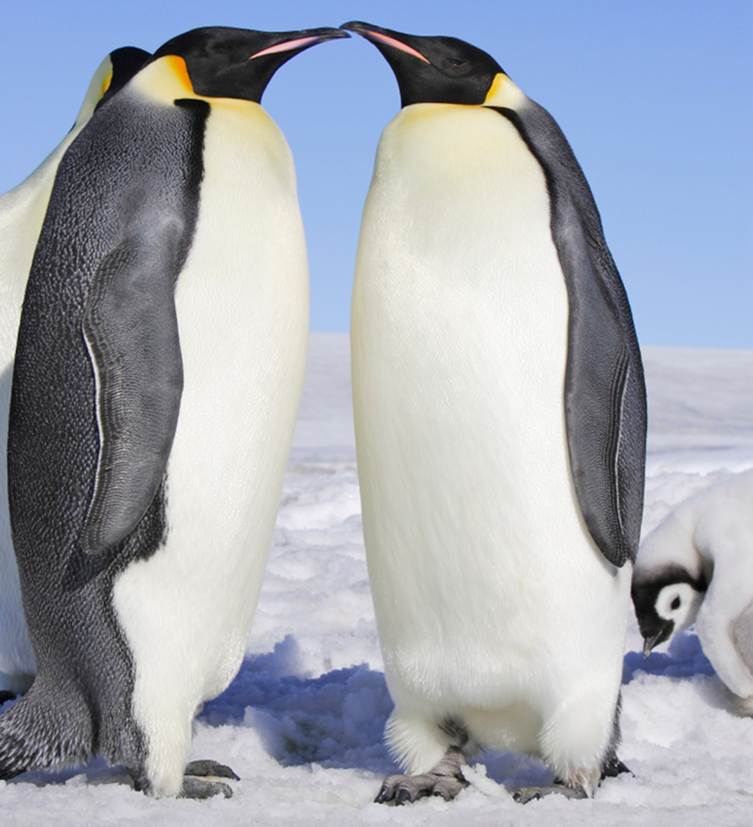 wild republic emperor penguin