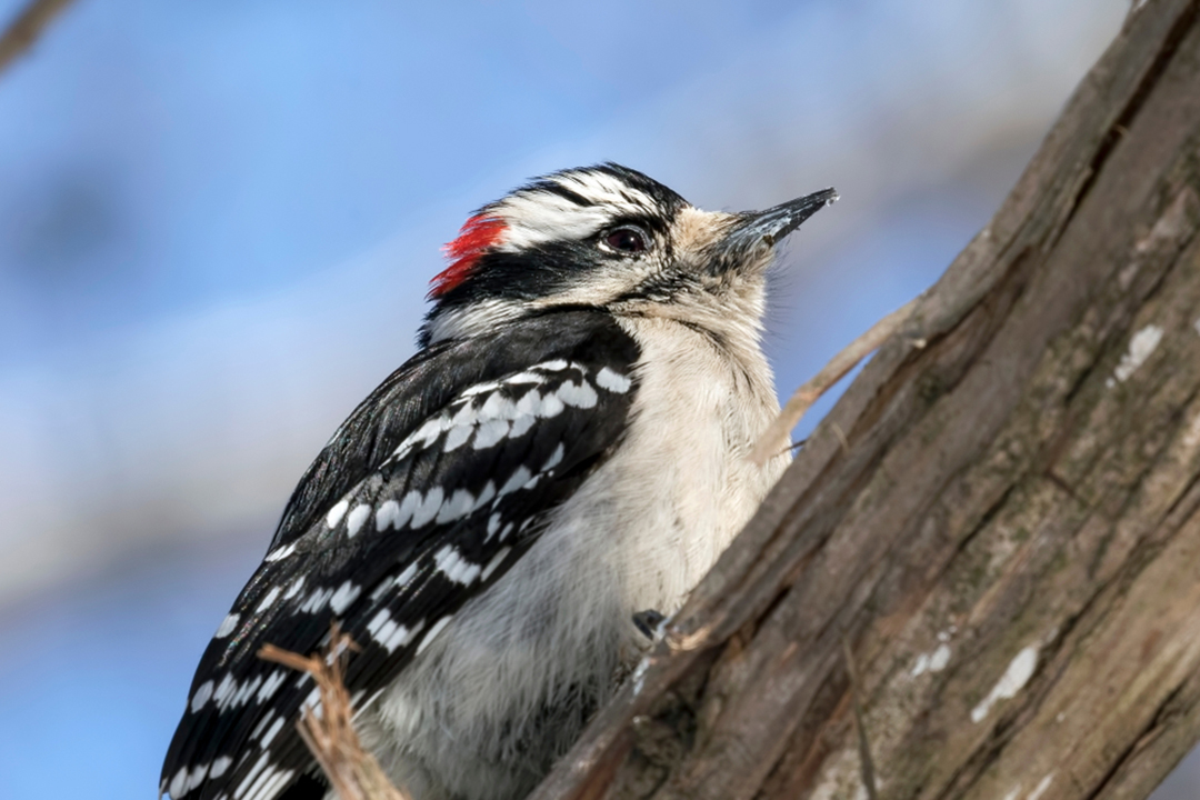 downy woodpecker scientific name