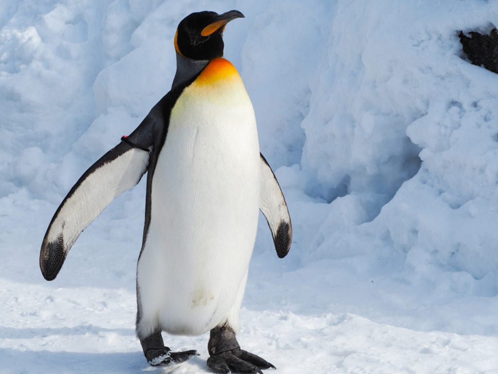 emperor-penguin-facts-critterfacts