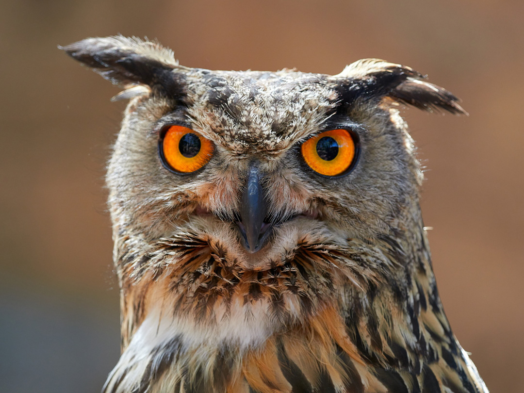 Great Horned Owl | CRITTERFACTS