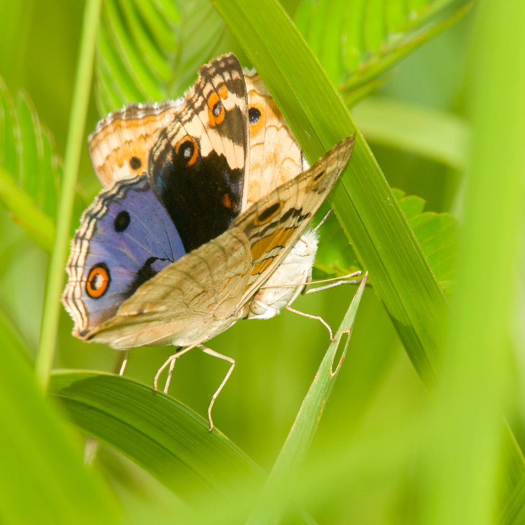 Blue Pansy Butterfly | CRITTERFACTS