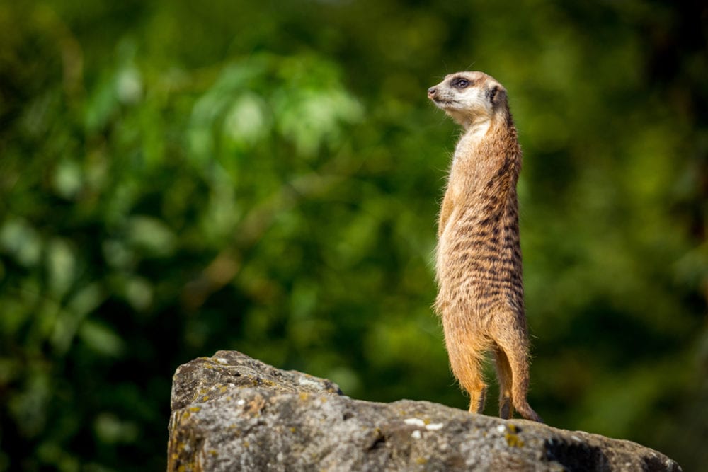 Meerkat