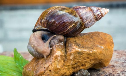 Giant African Snail