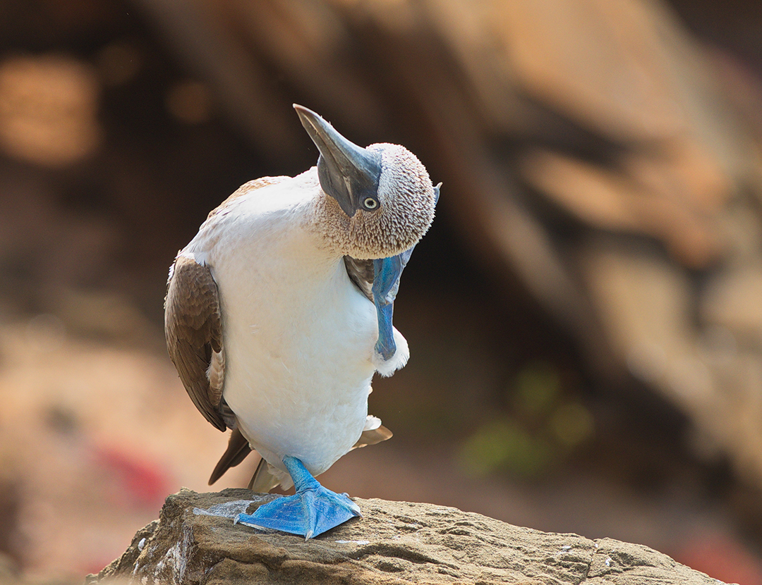 Blue-footed Booby | CRITTERFACTS