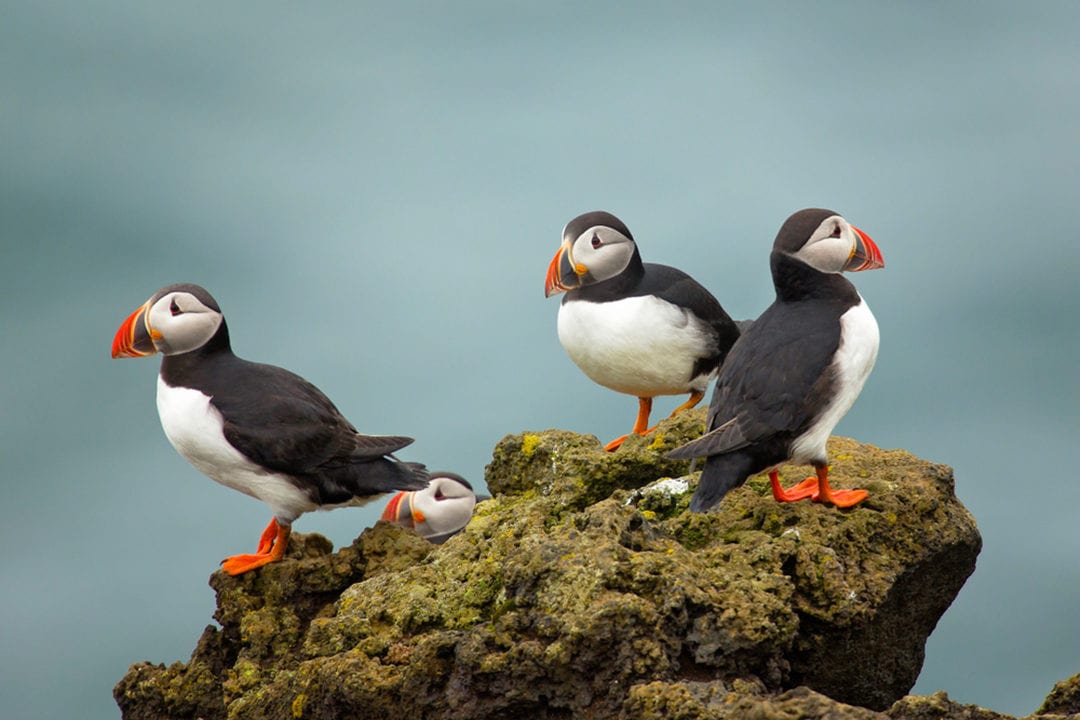 wild republic puffin