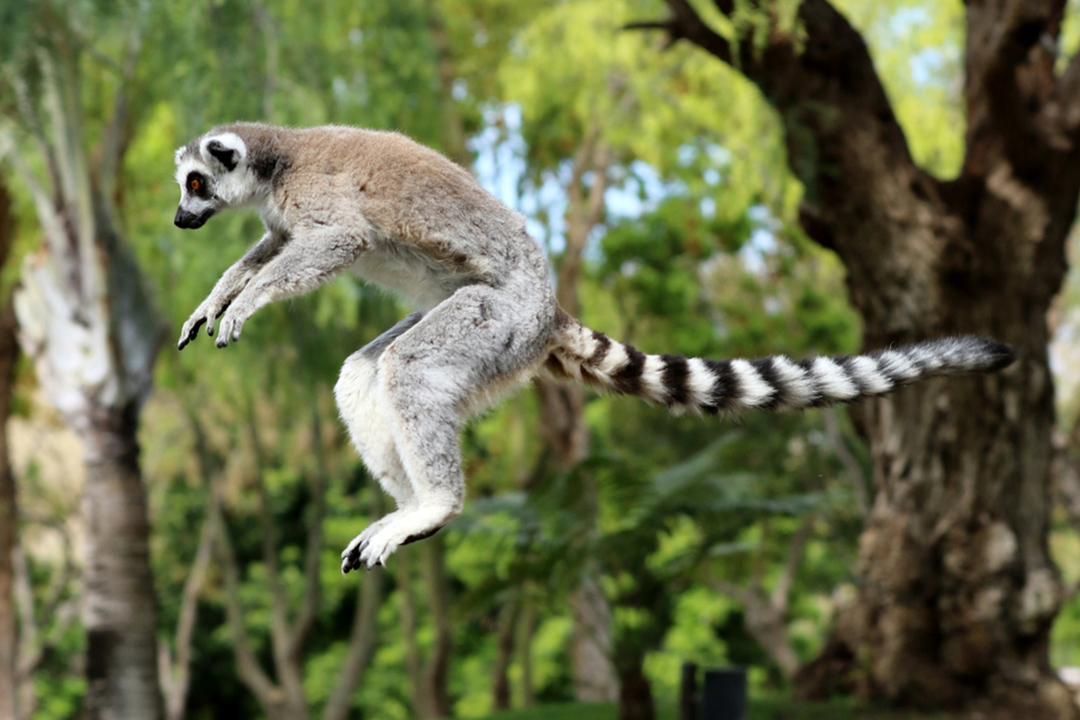 Ring-tailed Lemur Facts | CRITTERFACTS