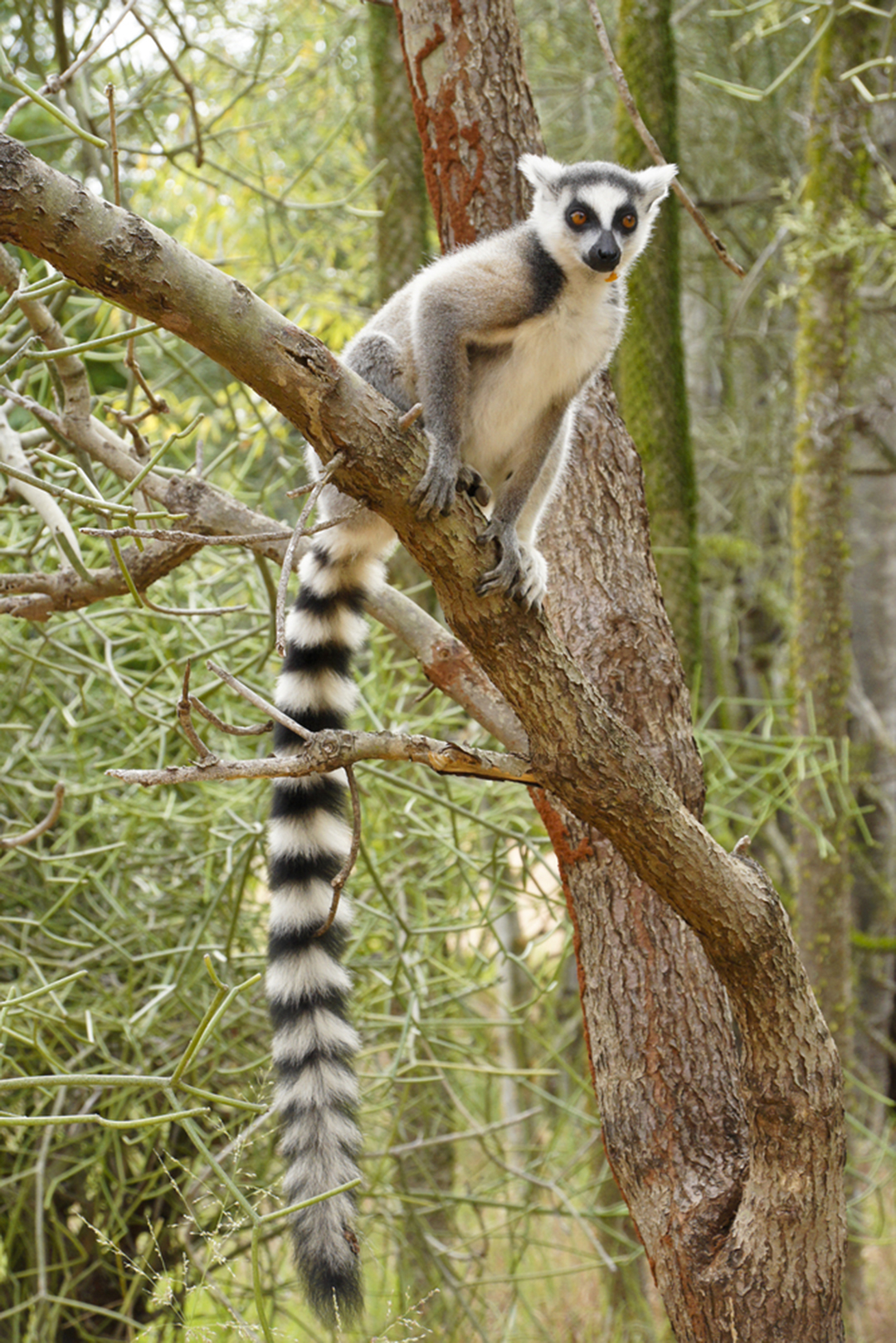 wild republic ring tailed lemur