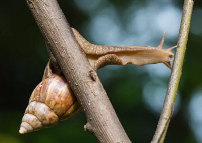 A Giant African Land Snail stretches across a gap