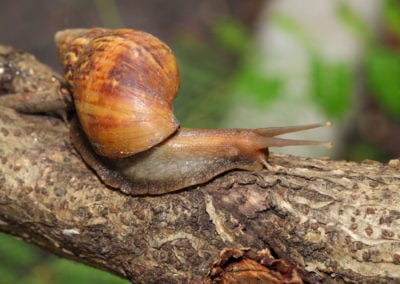 Giant African Snail is climbing on the tree