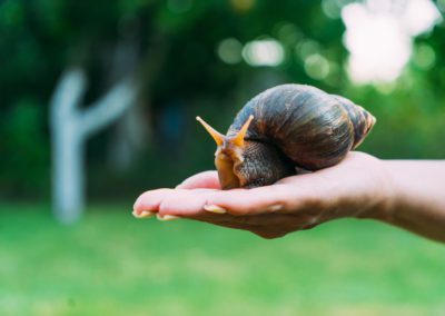 Giant African snail in woman's palm