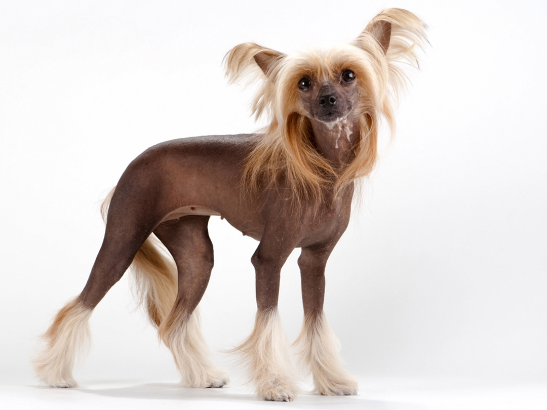 Chinese Crested Dog | CRITTERFACTS