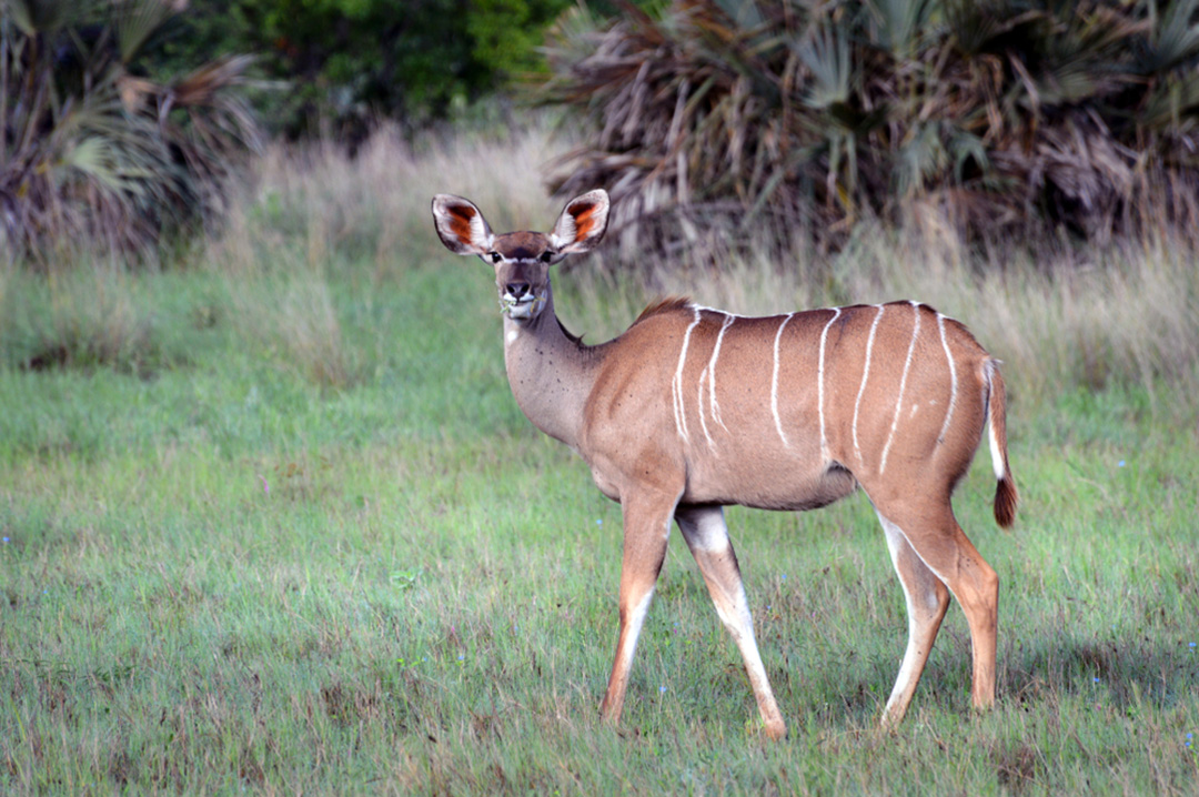 Greater Kudu Facts | CRITTERFACTS